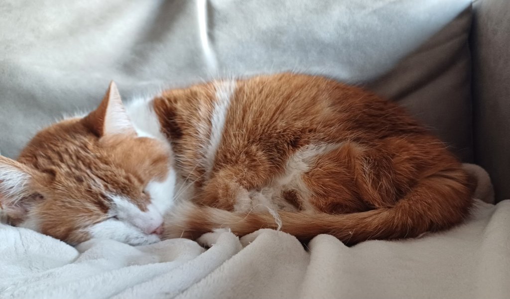 RIP-Sterre